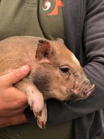 Minivarkens | Jonge biggen | Verschillende kleuren, Dieren en Toebehoren, Meerdere dieren, Varken, 0 tot 2 jaar