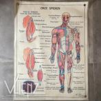 Vintage dubbelzijdige schoolposter Menselijk Lichaam Hebri, Ophalen of Verzenden, Natuur en Biologie