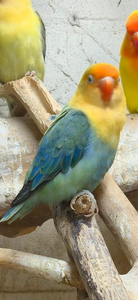 Opaline turquoise violet/dilute fischeri, Vrouwelijk, Dwergpapegaai of Agapornis, Geringd