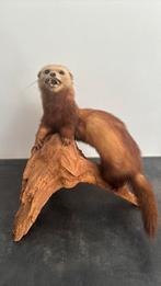 Bunzing opgezet op houtstam - taxidermie, Ophalen of Verzenden, Zo goed als nieuw, Vogel, Opgezet dier