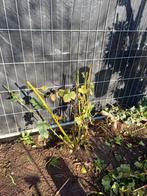 Prachtige oude bramenstruik. Doornloos!, Ophalen of Verzenden