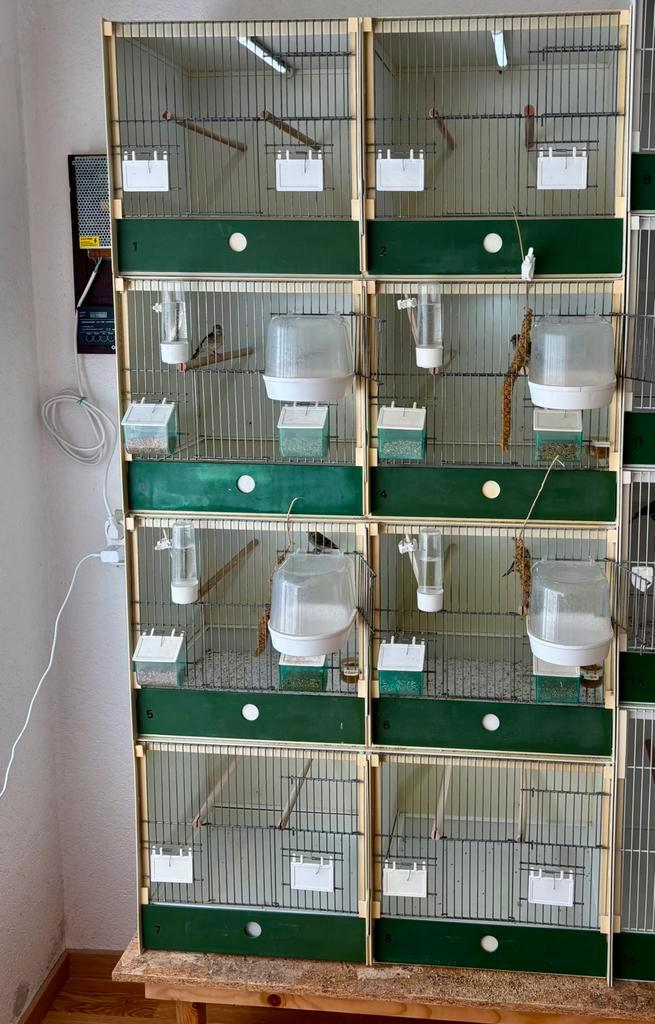 Wegens beeindiging hobby, Heesakker kooien., Dieren en Toebehoren, Vogels | Hokken en Kooien, Zo goed als nieuw, Broedkooi of Kweekkooi