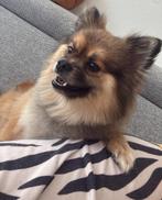Pomeriaan zoekt betrouwbaar huisje, Dieren en Toebehoren, Keeshond, Rabiës (hondsdolheid), Reu, Eén hond