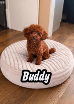 toypoedel/ toy poedel / poedel dekreu 24 cm volledig getest, Dieren en Toebehoren, Fokker | Hobbymatig, Reu, 1 tot 2 jaar, Buitenland