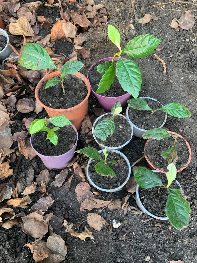 Japanse mispel en pruimenbomen (can erik) in pot, Tuin en Terras, Ophalen, Minder dan 100 cm, Lente, Overige soorten