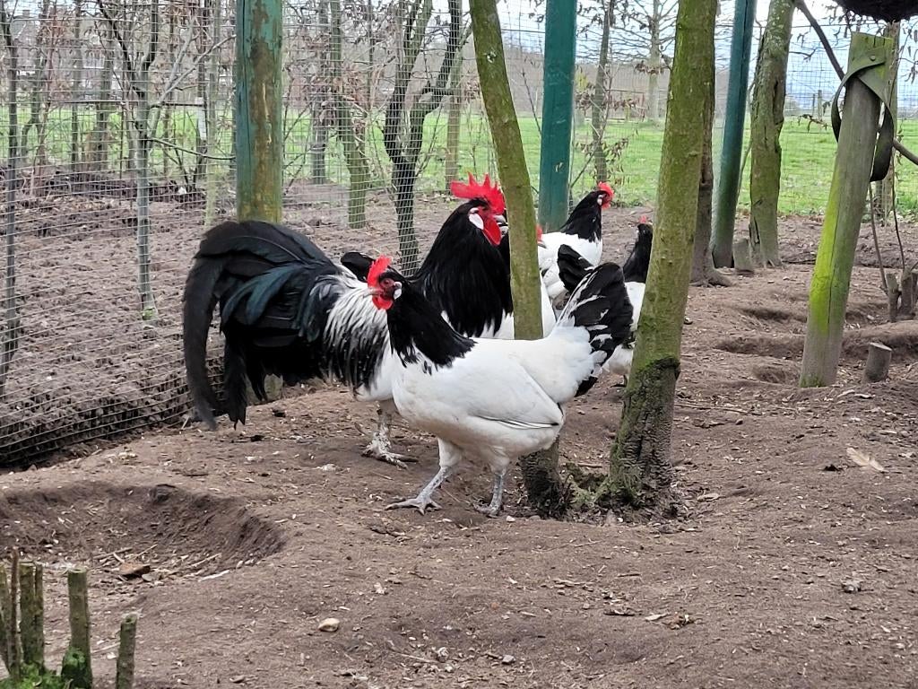 Lakenvelder broedeieren, Dieren en Toebehoren, Pluimvee, Geslacht onbekend, Kip