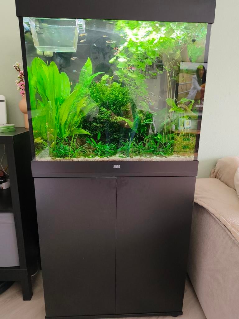 Juwel Lido 200 liter, Dieren en Toebehoren, Ophalen, Juwel, Inclusief toebehoren, Gevuld zoetwateraquarium