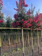Lagerstroemia bomen in soorten en maten | indische sering, Ophalen of Verzenden, Volle zon, Overige soorten