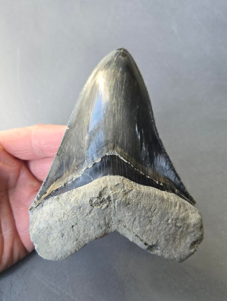 Megalodon tand 13,3cm, Ophalen of Verzenden, Fossiel