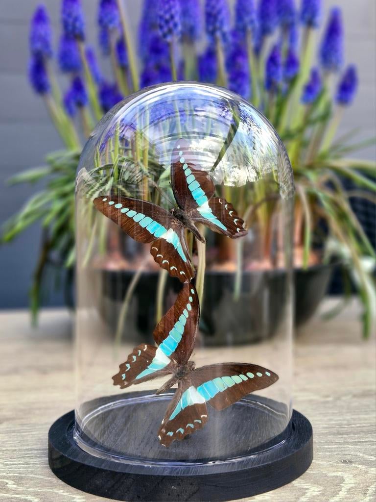 Opgezette vlinders,  stolp,  taxidermie, Ophalen of Verzenden, Nieuw, Insect, Opgezet dier