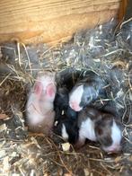 Raszuiver Minilop nestje alvast te reserveren, Dieren en Toebehoren, Meerdere dieren, Dwerg, Hangoor, 0 tot 2 jaar