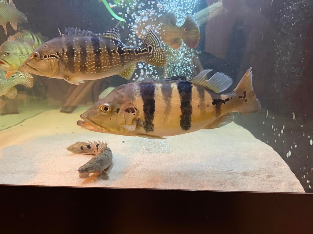 Chicla blue azul, Dieren en Toebehoren, Vissen | Aquariumvissen, Zoetwatervis, Vis