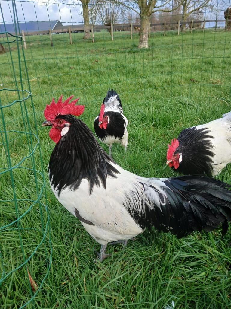 Raszuivere Lakenvelder hanen, Dieren en Toebehoren, Pluimvee, Mannelijk, Kip