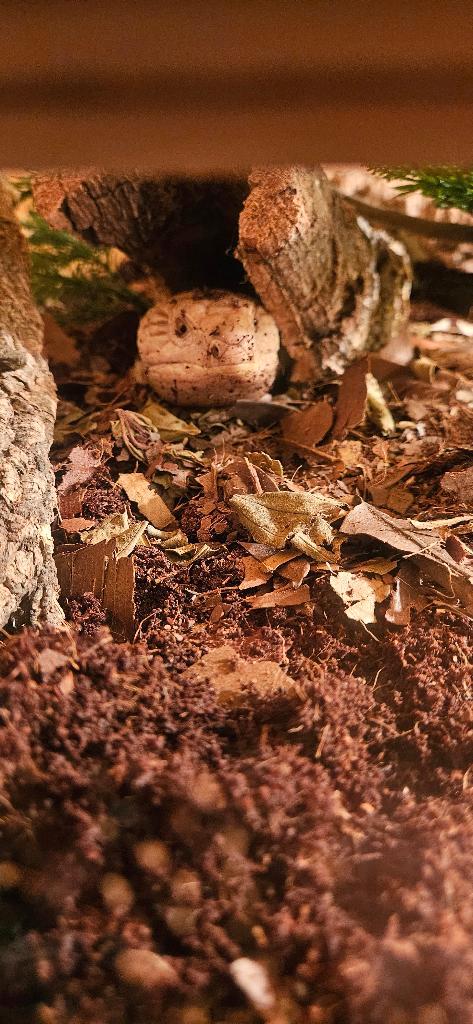 Blauwtong skink (Tiliqua scincoides) Blue Tongue Skink - unknown for sale from T.TReps