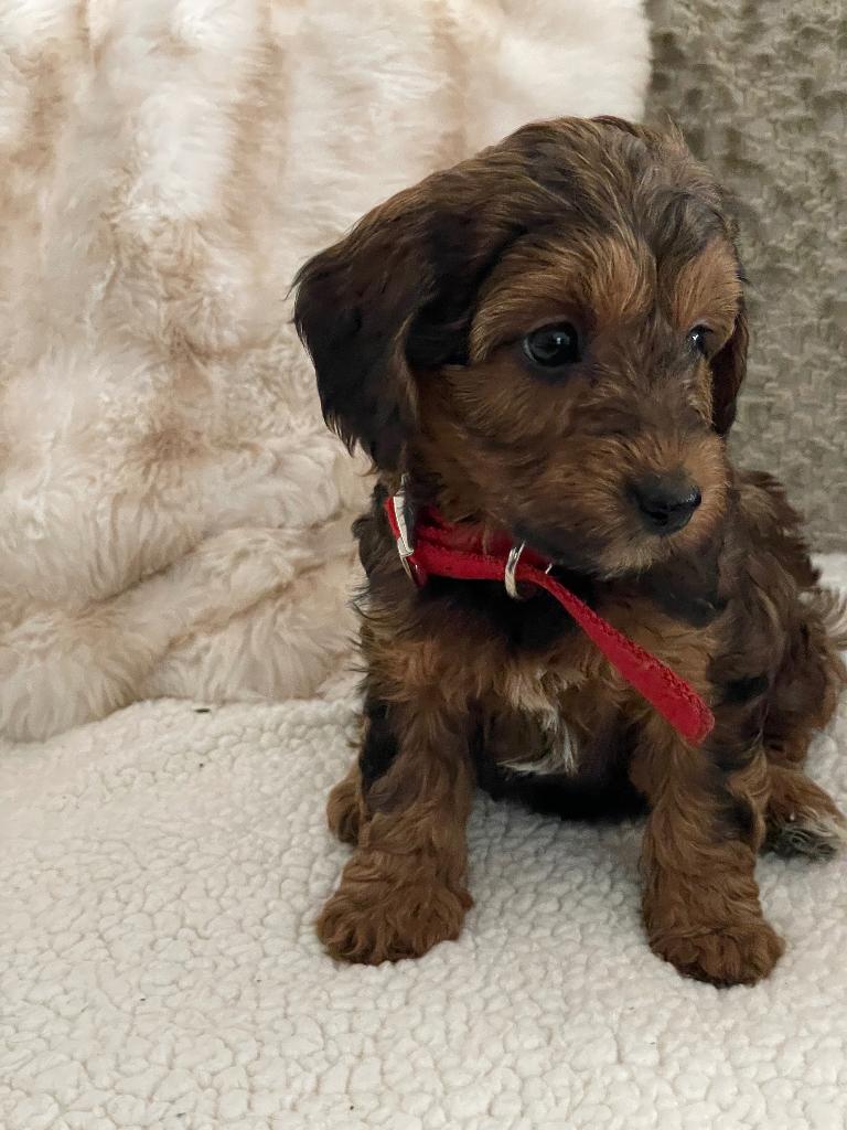 maltipoo  boomer /poedel papa stamboom, Dieren en Toebehoren, Poedel, Parvo, 8 tot 15 weken, Teef