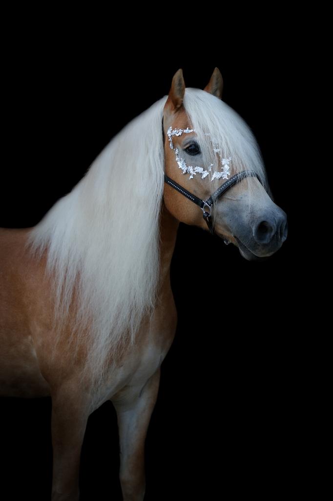 Knappe haflinger zoekt een nieuw maatje, E pony (1.48m - 1.57m), B, Ruin, Dressuurpony