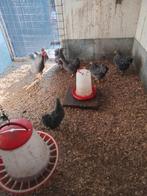 Te koop wyandotte krielen  gestreept 2 hanen 6 hennen, Vrouwelijk, Kip