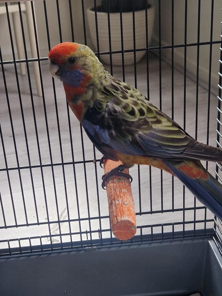 Strogele rosella,/ kruising pennant rosella, Dieren en Toebehoren, Vogels | Parkieten en Papegaaien, Vrouwelijk, Parkiet, Geringd
