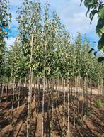 Pyrus chanticleer sierpeer bomen in maten, Ophalen of Verzenden, Volle zon, Overige soorten