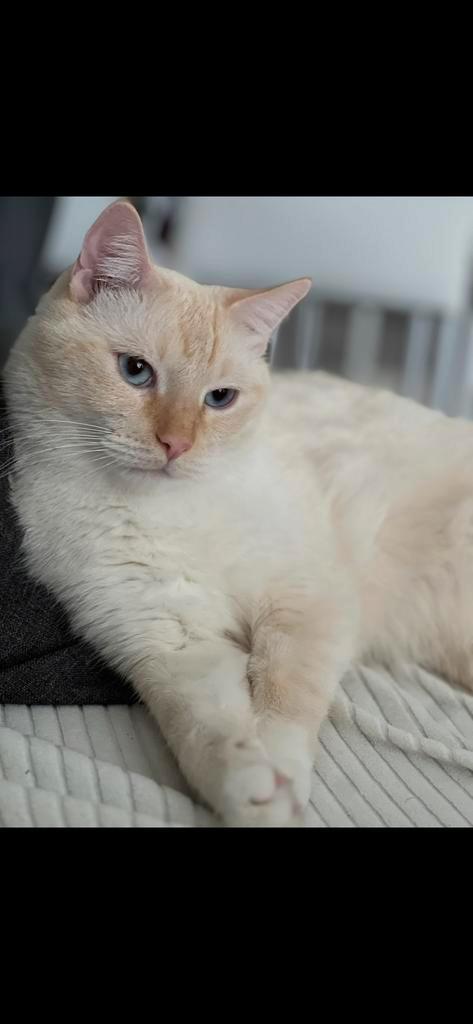 Kater, Dieren en Toebehoren, Katten en Kittens | Overige Katten, Kater