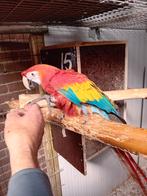 geelvleugel ara, Dieren en Toebehoren, Meerdere dieren, Papegaai, Geringd