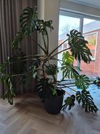 Monstera kamerplant inclusief pot, Ophalen, Halfschaduw, Minder dan 100 cm