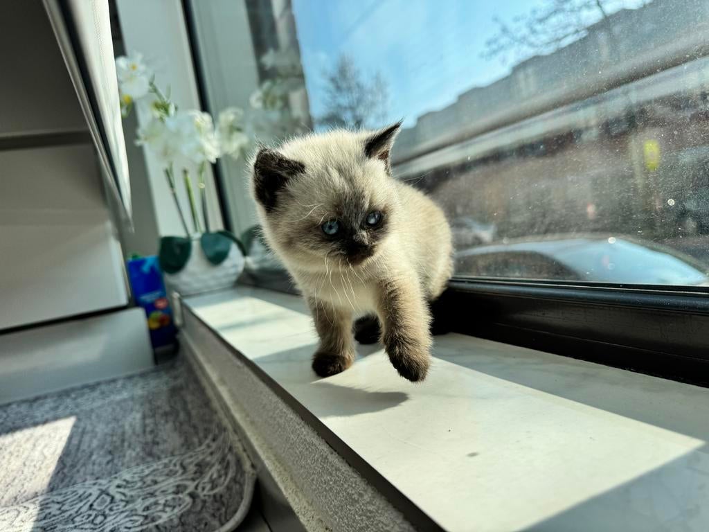 Britse Korthaar Bluepoint kittens  3 beschikbaar, Dieren en Toebehoren, Katten en Kittens | Raskatten | Korthaar, Meerdere dieren