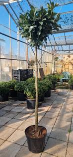 Laurier op stam - Prachtige groenblijvende boom, Tuin en Terras, Ophalen