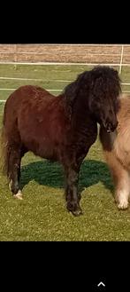 Nsps jaarling, Dieren en Toebehoren, Hengst