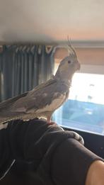 Valkparkiet Pop aangeboden, Dieren en Toebehoren, Vogels | Parkieten en Papegaaien, Vrouwelijk, Parkiet, Geringd