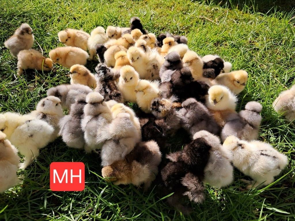 Zijdehoender broedeieren Usa, Dieren en Toebehoren, Pluimvee, Geslacht onbekend, Kip