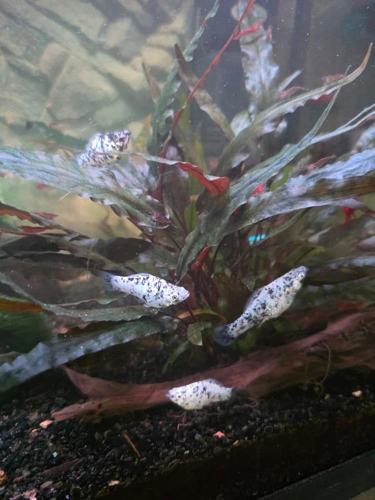 Dalmatier Molly, Dieren en Toebehoren, Vis