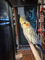 Valkparkiet, Dieren en Toebehoren, Vogels | Parkieten en Papegaaien, Parkiet