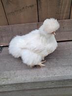 Usa zijdehoen motteld hen, Vrouwelijk, Kip