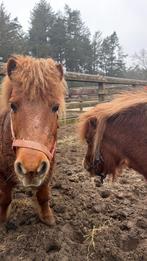 SHETLANDERS GEZOCHT NIENKE&VOSJE, Ophalen of Verzenden