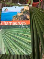 2 grote palmen, Ophalen of Verzenden, Gehele jaar, Volle zon