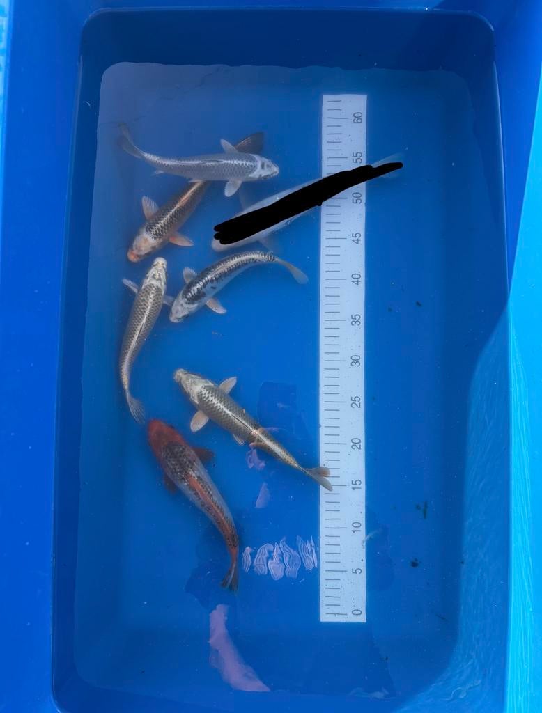 Diverse koi, Karper of Koi