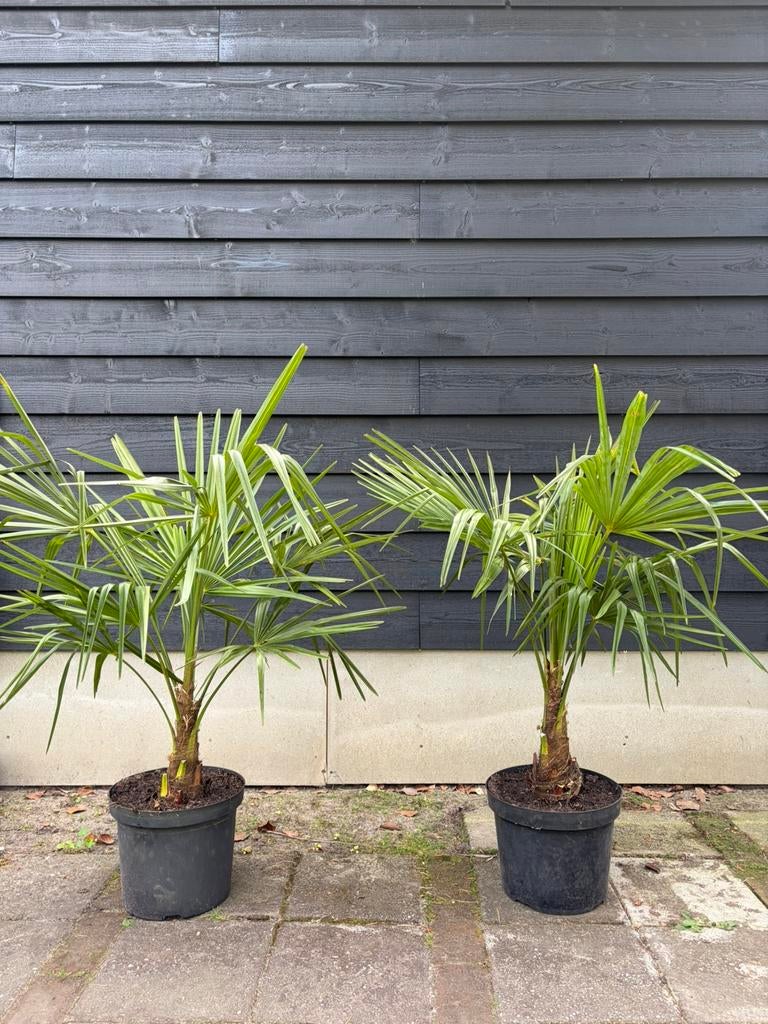 Trachycarpus Fortunei Winterharde Palmboom, Tuin en Terras, Planten | Bomen, Halfschaduw, Lente, Minder dan 100 cm, Palmboom