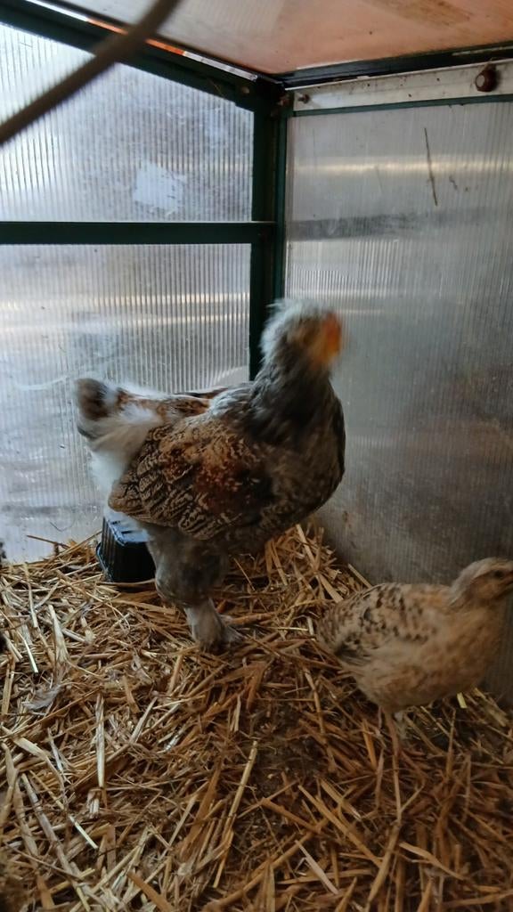Haan kuiken kruising Brahma  Barnevelder zilver