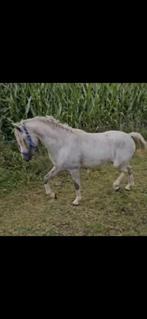 A pony, B pony en Shetlander., Dieren en Toebehoren, Merrie
