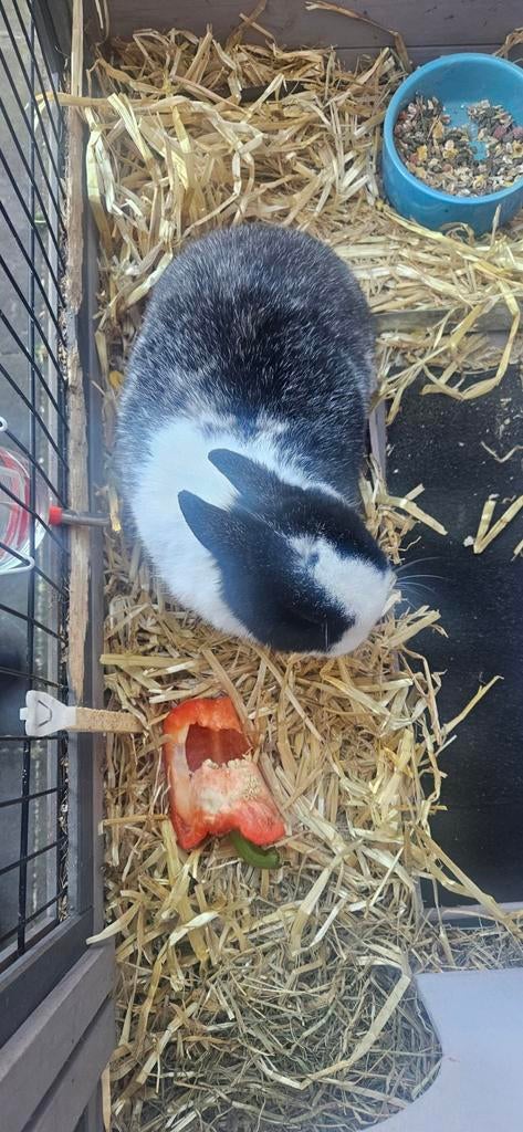 Dwerg konijn lees goed, Dieren en Toebehoren, Konijnen, Vrouwelijk, Dwerg