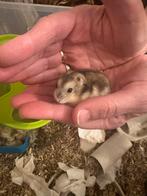 lieve jonge dwerghamster zoekt huisje *vrouwtje*, Dieren en Toebehoren, Knaagdieren, Hamster, Februari, Vrouwelijk, Tam