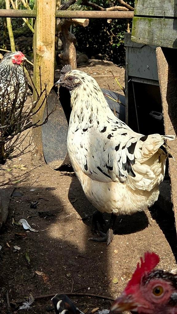 Ayam Cemani en Poule de Bresse kip, Meerdere dieren, Kip