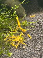 Gele garnalen (Yellow backstripe), Dieren en Toebehoren, Kreeft, Krab of Garnaal, Zoetwatervis