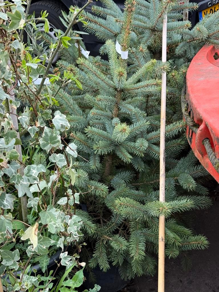 Kerst boompjes geworteld lopen prima uit div soorten, Tuin en Terras, Planten | Bomen, Bloeit niet, Halfschaduw, Overige soorten