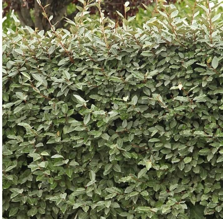 Olijfwilg compacta haagplanten, Ophalen of Verzenden, Overige soorten, Haag, Minder dan 100 cm