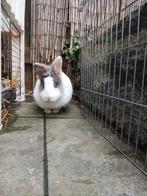 Te koop: twee lieve gecastreerde rammetjes konijnen, Dieren en Toebehoren, Mannelijk, Middelgroot, 0 tot 2 jaar