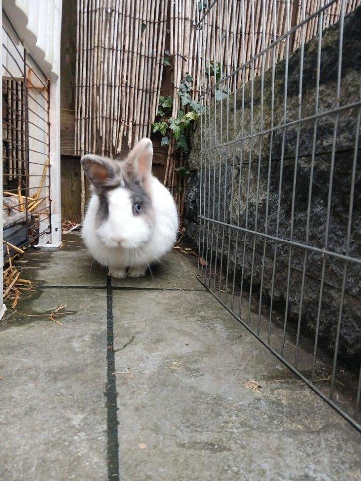 Te koop: twee lieve gecastreerde rammetjes konijnen, Dieren en Toebehoren, Konijnen, Middelgroot, Mannelijk, 0 tot 2 jaar