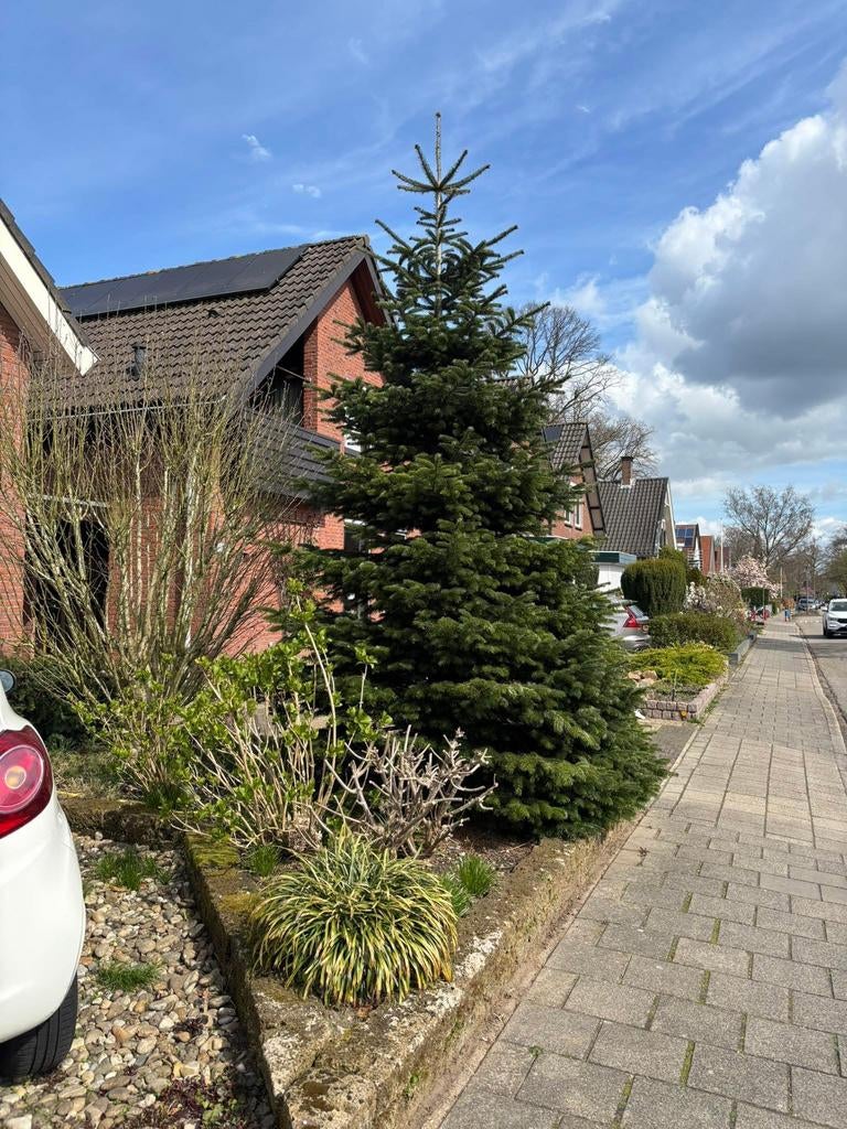 Kerstboom dennenboom hout openhaart brandhout, Tuin en Terras, Planten | Bomen, Volle zon, Bloeit niet, 100 tot 250 cm, Overige soorten