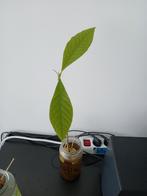 Avocadoplantje, Ophalen of Verzenden, Eenjarig